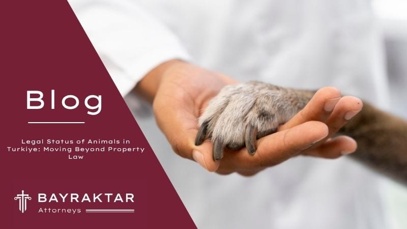 ["A close-up of a person gently holding a dog’s paw, symbolizing empathy and the shift in animal legal rights in Türkiye, with Bayraktar Attorneys blog branding.         Ask ChatGPT"]